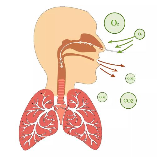 呼吸系统堵塞痰多吗,痰多是为什么 探究痰多的成因及预防措施？
