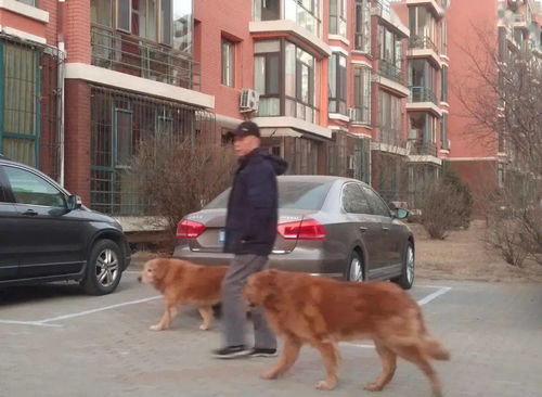 万福花园二期养狗多吗吗,北京哪条大街最值得一去