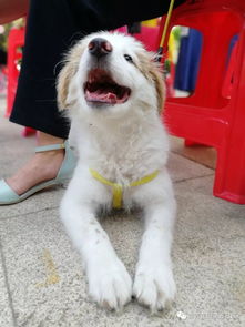 万福花园二期养狗多吗吗,北京哪条大街最值得一去