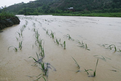 常德澧县今年雨水多吗,今年的雨水多吗2022