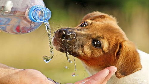 狗不爱喝水尿的多吗,狗狗不爱喝水，却有很多尿尿
