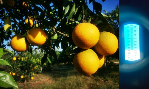 脐橙开花能喷波尔多液吗,柑橘花蕾前打什么药？
